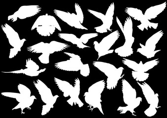twenty one dove silhouettes isolated on black