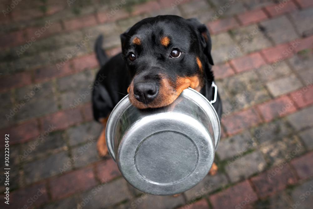 Poster rottweiler dog holding a food bowl 