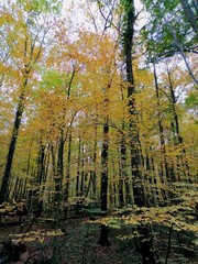 Herbstwald Bäume Blätter