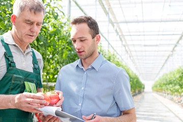 Senior farmer showing tomatoes in crate to supervisor in Greenhouse