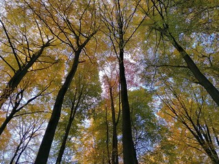 Herbstwald Bäume Blätter
