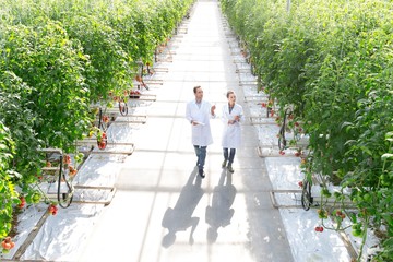 Crop scientist looking and examining tomatoes growing in Greenhouse