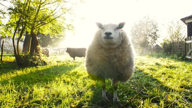 Sheep on green grass in morning sun. Beautiful light.