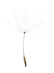isolated on white dandelion small seed