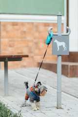 Yorkshire Terrier waiting his woman, while stay near city place, lovely dog time.