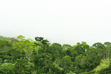 Obraz premium View from above, stunning aerial view of a tropical rainforest with clouds formed from water vapor released from trees and other plants throughout the day. Taman Negara National Park, Malaysia.