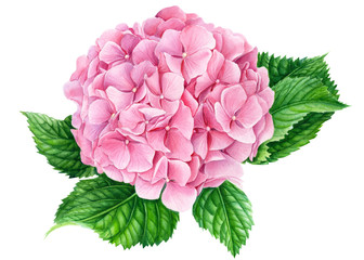 elegant pink hydrangea flower on an isolated white background, watercolor illustration - obrazy, fototapety, plakaty