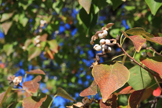 「ナンキン」の画像 2,264 件の Stock 写真、ベクターおよびビデオ Adobe Stock