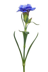 dark blue carnation isolated on white