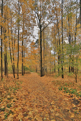 maple dark yellow leaves in autumn park
