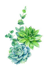 elegant bouquet of succulent, eucalyptus on an isolated white background, watercolor illustration