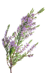 lush lilac blossoming heather branch on white