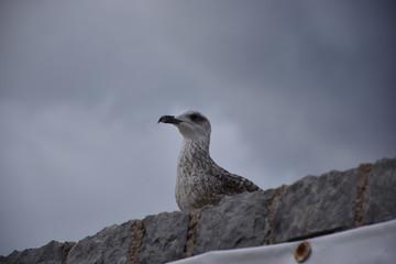 gabbiano