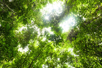 Fototapeta na wymiar (Selective focus) Stunning view of some tropical trees with beautiful green crowns inside the tropical rainforest of the Taman Negara National Park. Kuala Tahan, Pahang State, Malaysia.