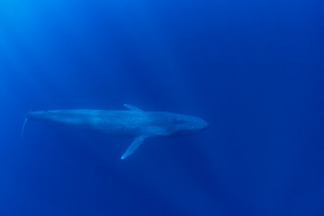 Blue Whale underwater