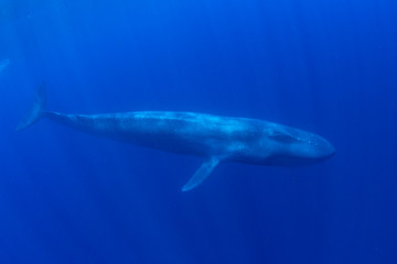 Obraz premium Blue Whale underwater