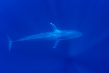 Blue Whale underwater