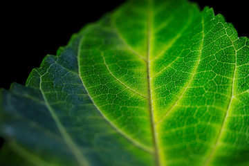 Beautiful bright colorful autumn leaf in the park.