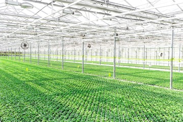 Herbs growing in greenhouse