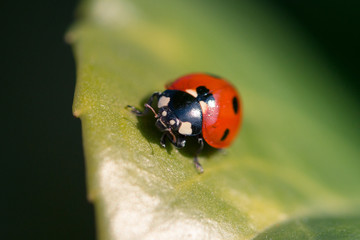 coccinelle en gros plan, sur feuille verte au soleil