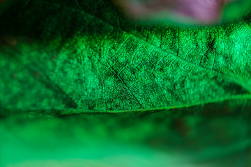 Beautiful bright colorful autumn leaf in the park.