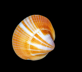 Orange Clam Seashell on black background. © Daniel