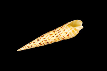 Marlin Spike seashell on black background.