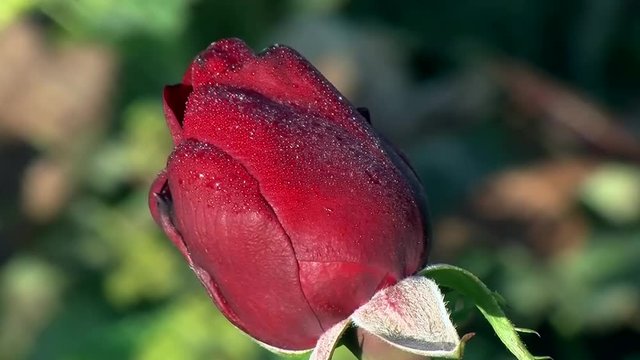 Der Morgentau verziert die rote Rosenbl&uuml;te (Kamerazoomfahrt, Gro&szlig;aufnahme)