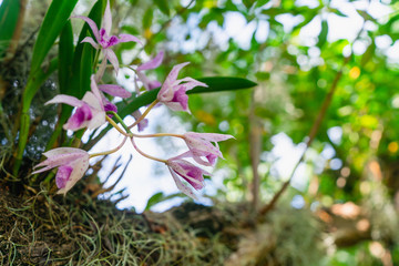 An Orchid on a tree