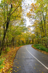 Autumn Road Flanked by Brilliant Foliage in Fruska Gora, Serbia 