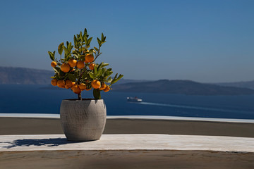 A small mandarin tree at Oia, Santorini