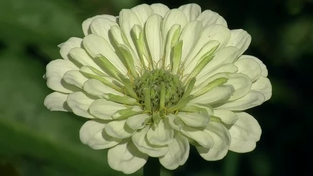 Die Zinnienbl&uuml;te bewegt sich im Wind (Kamerazoomfahrt)