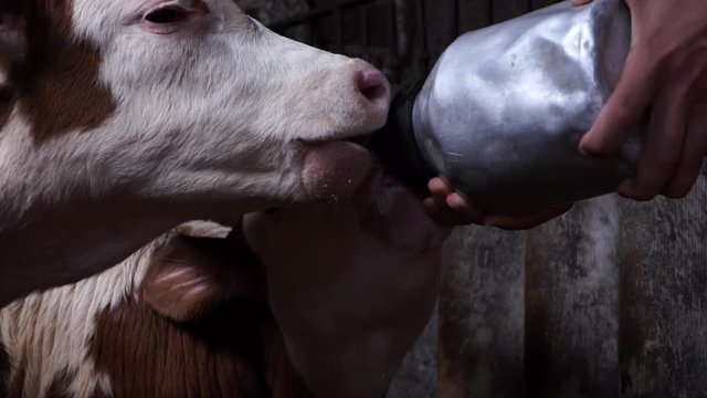 Man feeds young calf, fresh milk, young calf in stables.work on farm