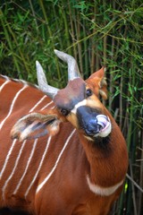Bongo