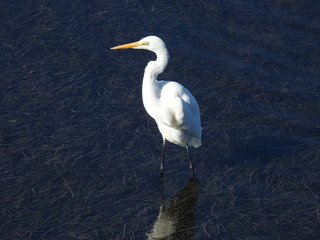 great egret in water