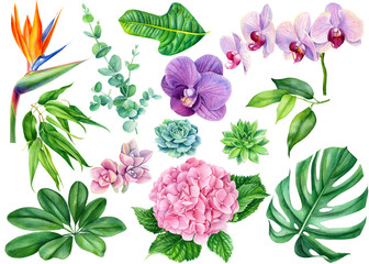 flowers, succulent, eucalyptus, pink hydrangea, tropical plants, leaves palm, strelitzia, orchid, monstera on an isolated white background, watercolor illustration