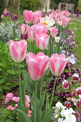 Massif de tulipes, de narcisses et de pensées