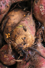 beet harvest beetroot (many fruits of beets that just dug from the ground) concept. food background. copy space. Top view
