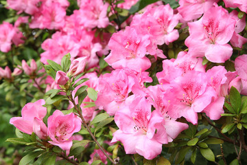 Azalée japonaise rose