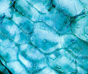 Microscopic preparation, tissue plant