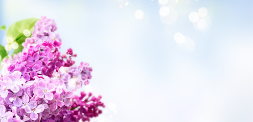 Obraz na płótnie Canvas Fresh lilac flowers