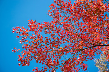 紅葉と青空