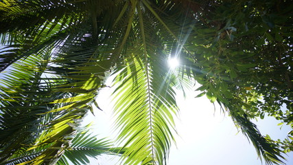 Mauritius exotic  © Agata