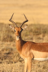Impala Bock 4734