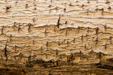 tree bark texture background vintage look ,Background texture of tree bark. Skin the bark of a tree that traces cracking.