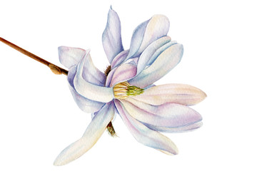magnolia spring flower on an isolated white background, watercolor illustration, botanical painting © Hanna