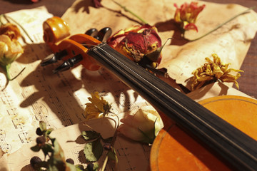 Rare violin, dried flowers and old music notes close up.