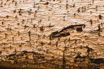 tree bark texture background vintage look ,Background texture of tree bark. Skin the bark of a tree that traces cracking.