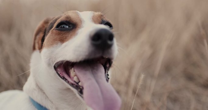 Close up shot of Jack Russell breathing hard with his tongue out