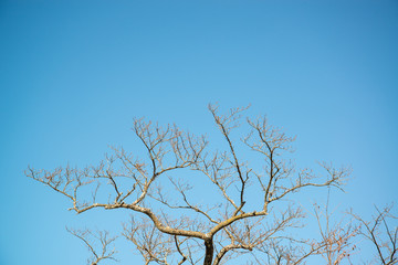 枯れ木と青空